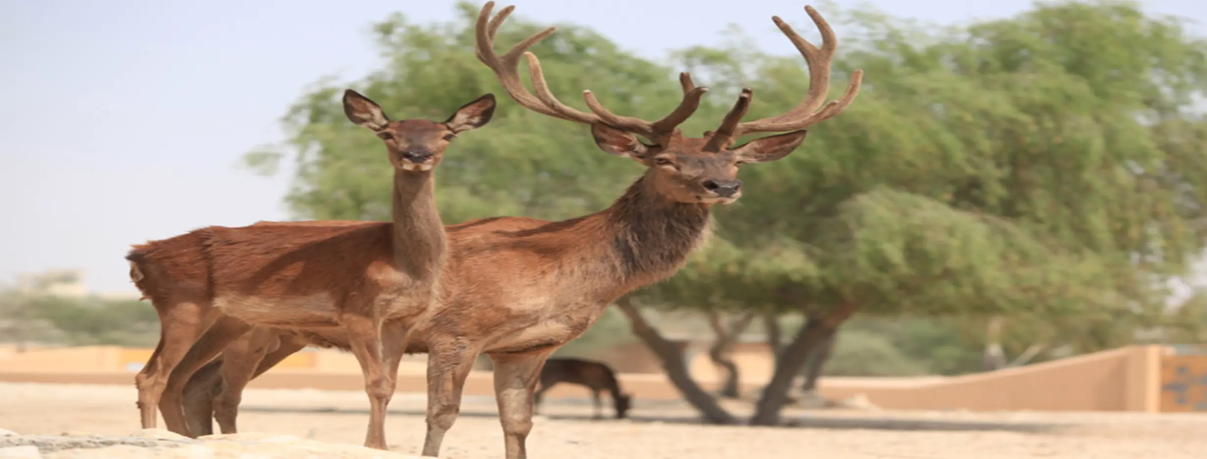 Image for Al Areen Wildlife Park